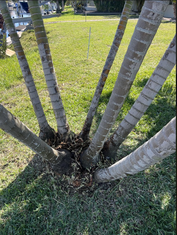 After — Palm trimming & clean base in Port Charlotte, FL
