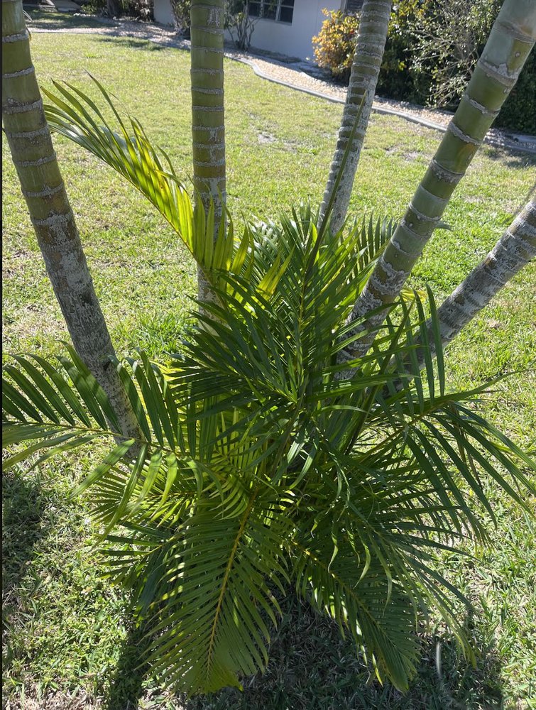 Before — Palm trimming & clean base in Port Charlotte, FL